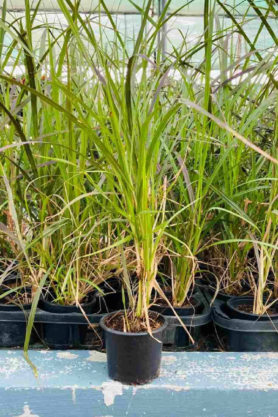 Pennisetum Grass Red Small