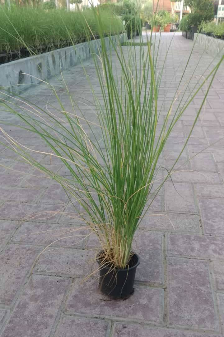 Pennisetum Grass Green Small