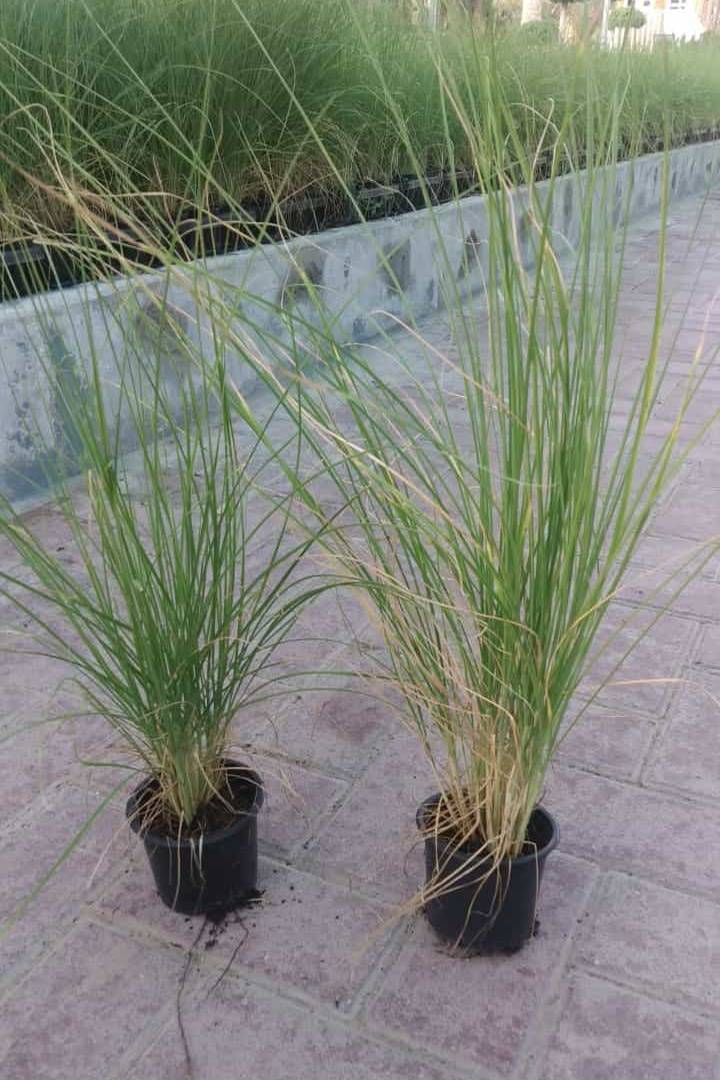 Pennisetum Grass Green Small