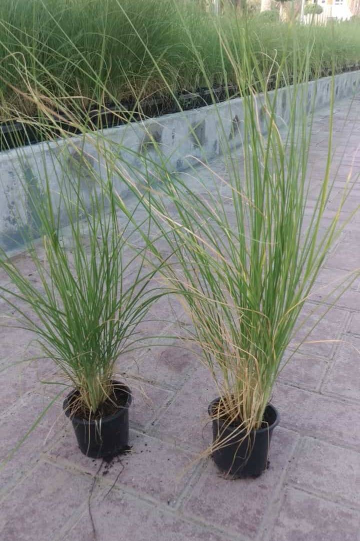 Pennisetum Setaceum