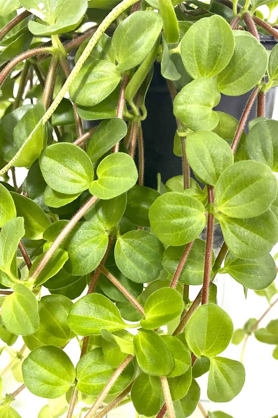Peperomia rotundifolia - Trailing Jade Plant
