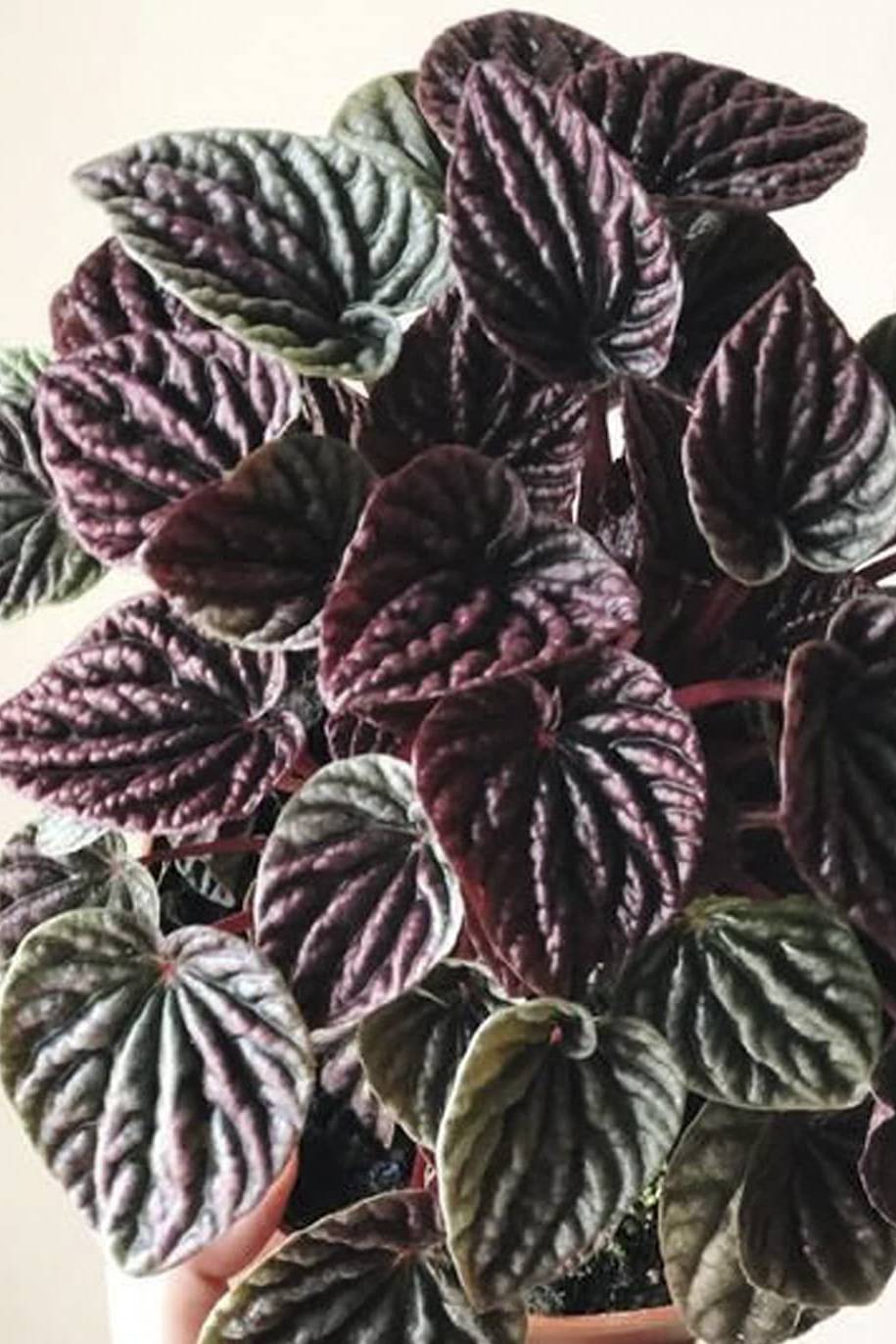 Peperomia Black Plant - Peperomia Caperata - image 2