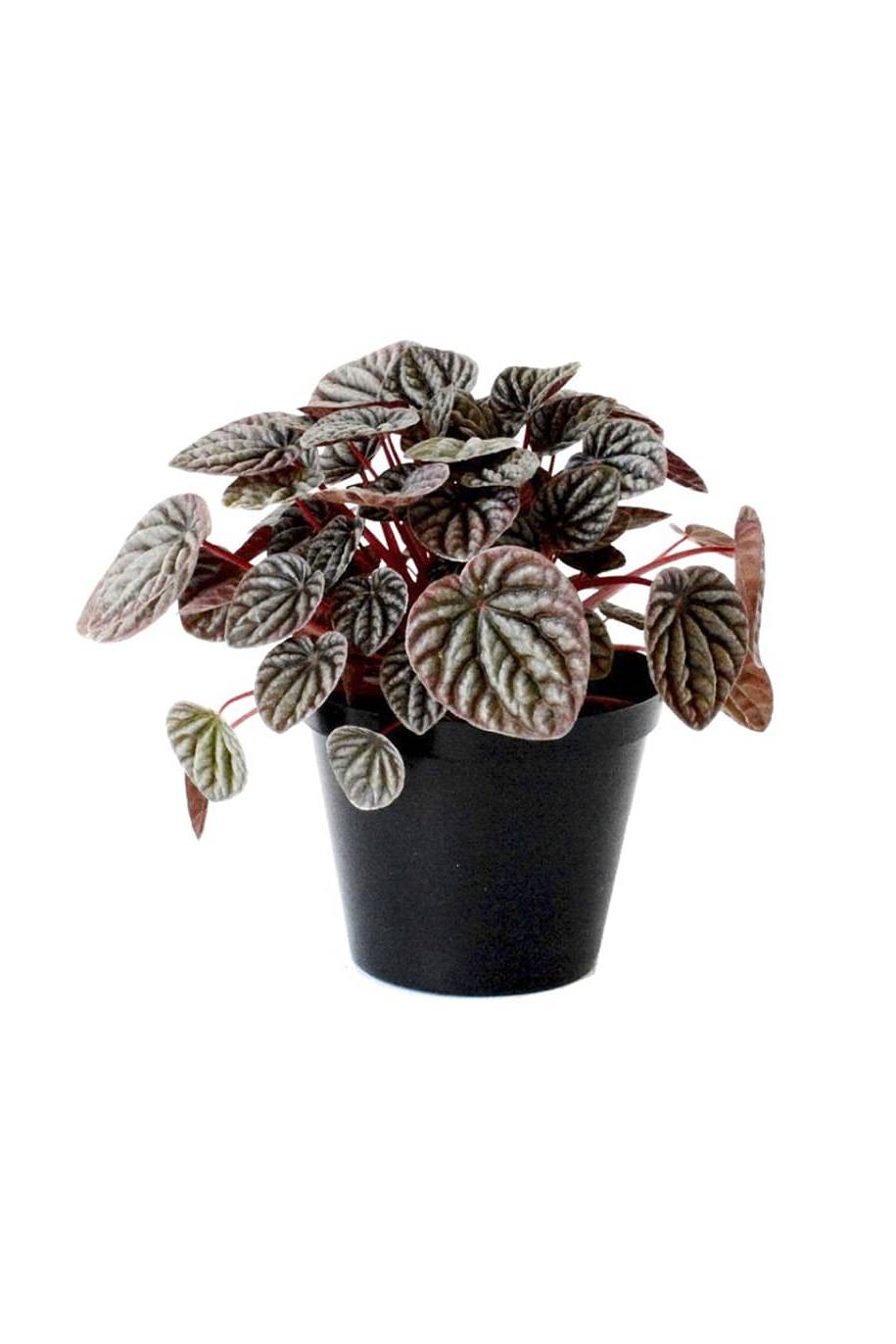 Peperomia Black Plant - Peperomia Caperata - image 1