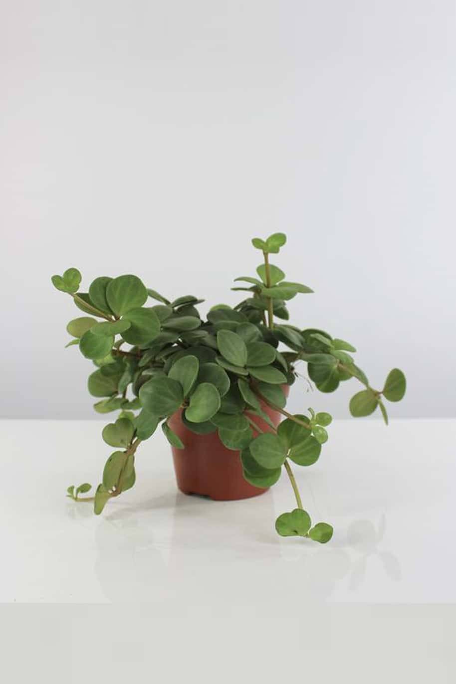 Peperomia Hope - Trailing jade plant - image 3