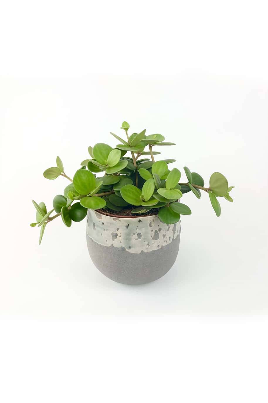 Peperomia Hope