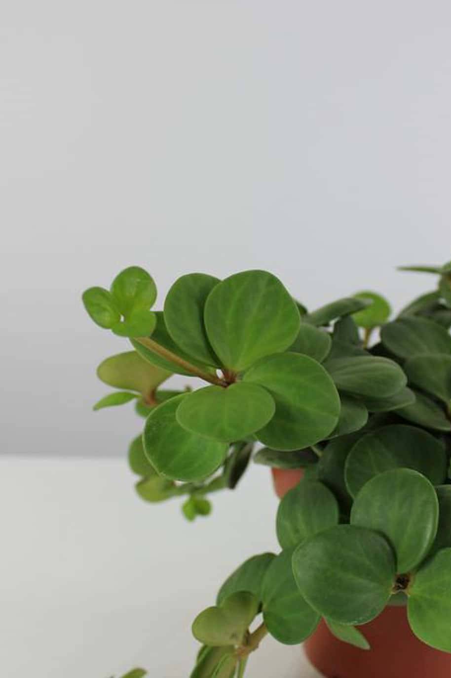 Trailing jade plant