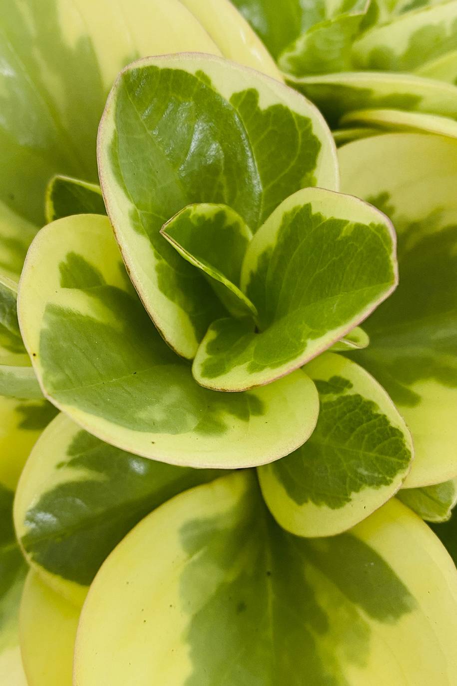 Peperomia Obtusifolia