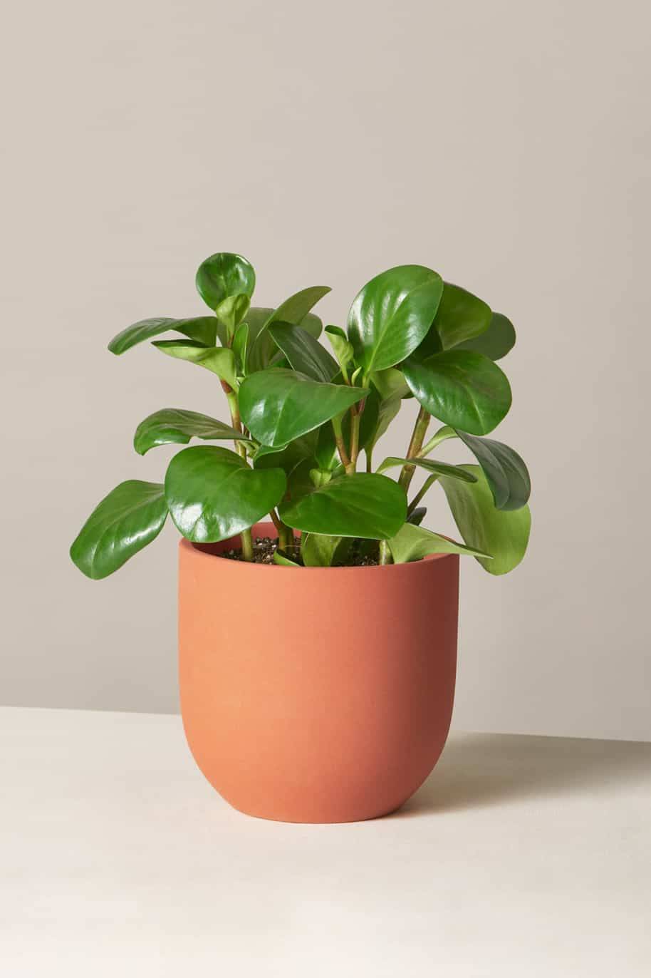 Peperomia Obtusifolia