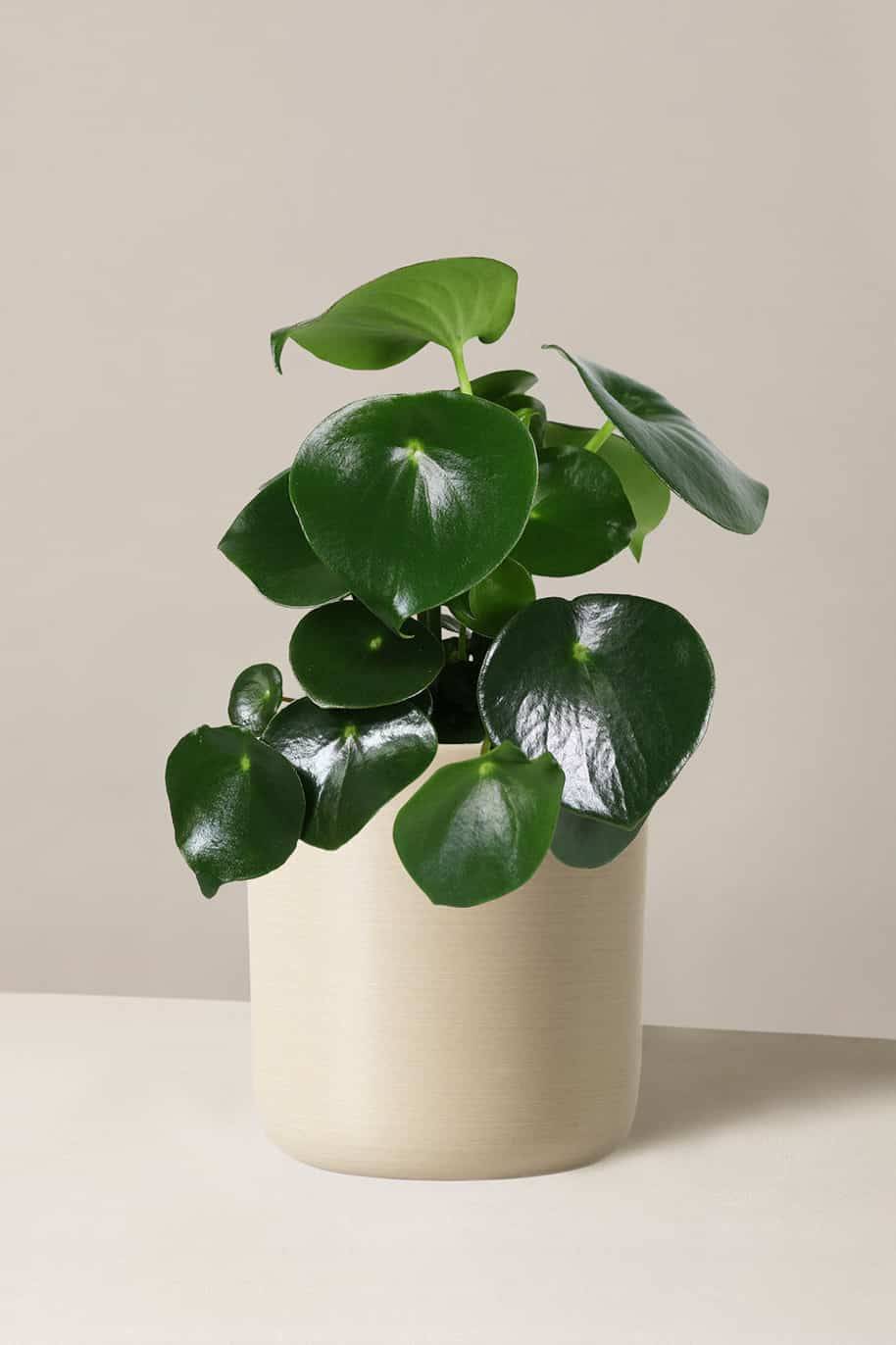 Peperomia Raindrop
