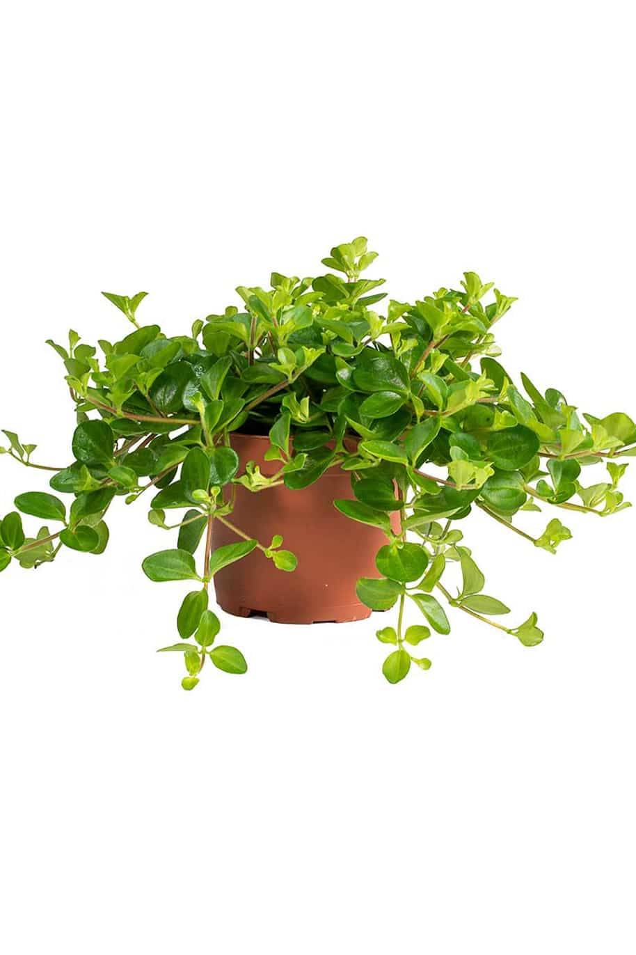 Green Button Peperomia