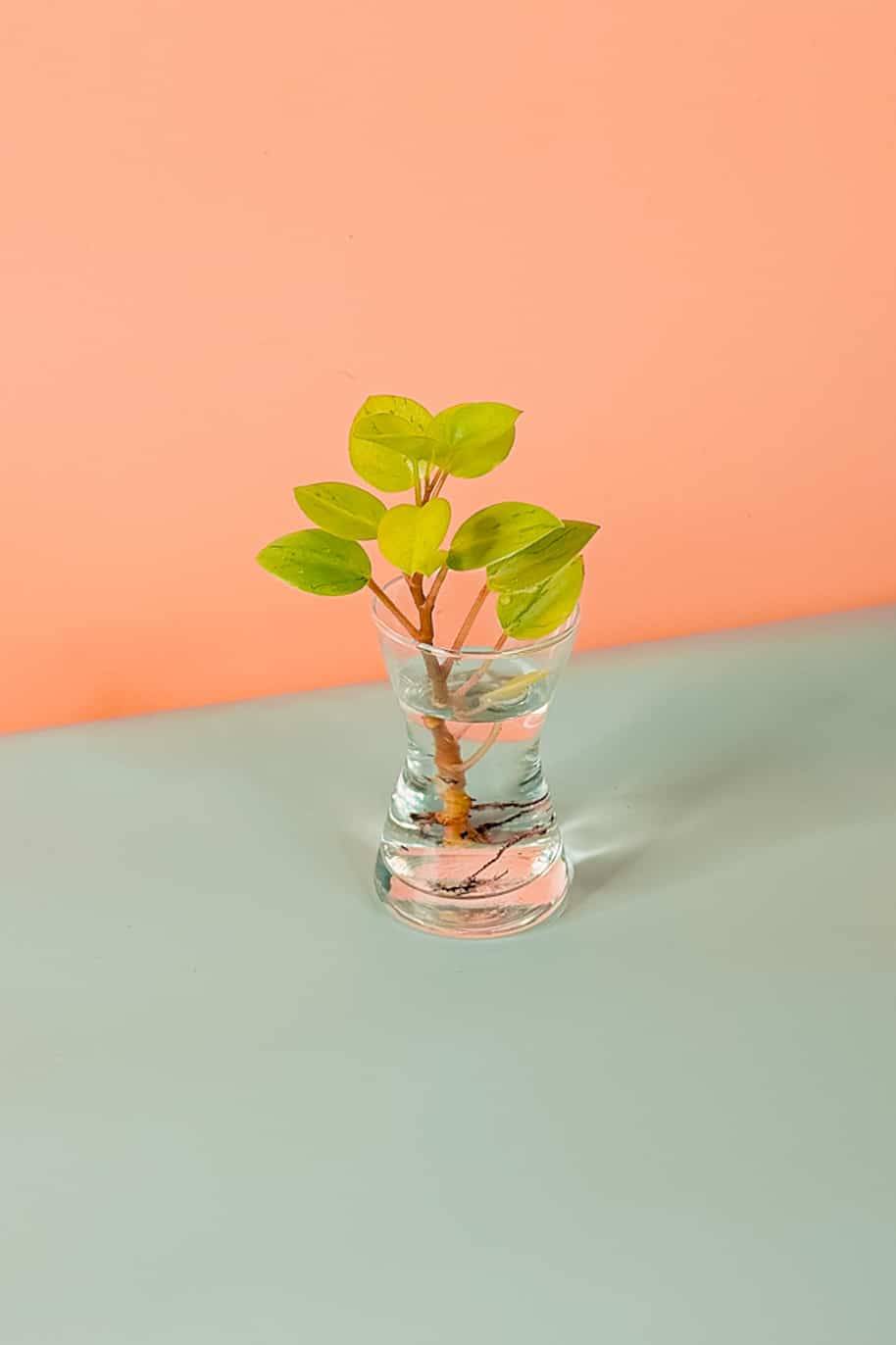 Peperomia Cuttings