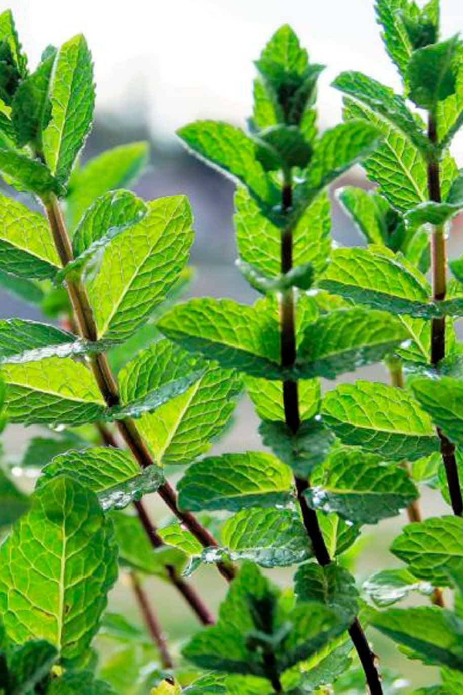 Pepper Mint Seeds