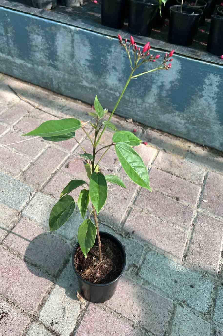 Jatropha Integerrima