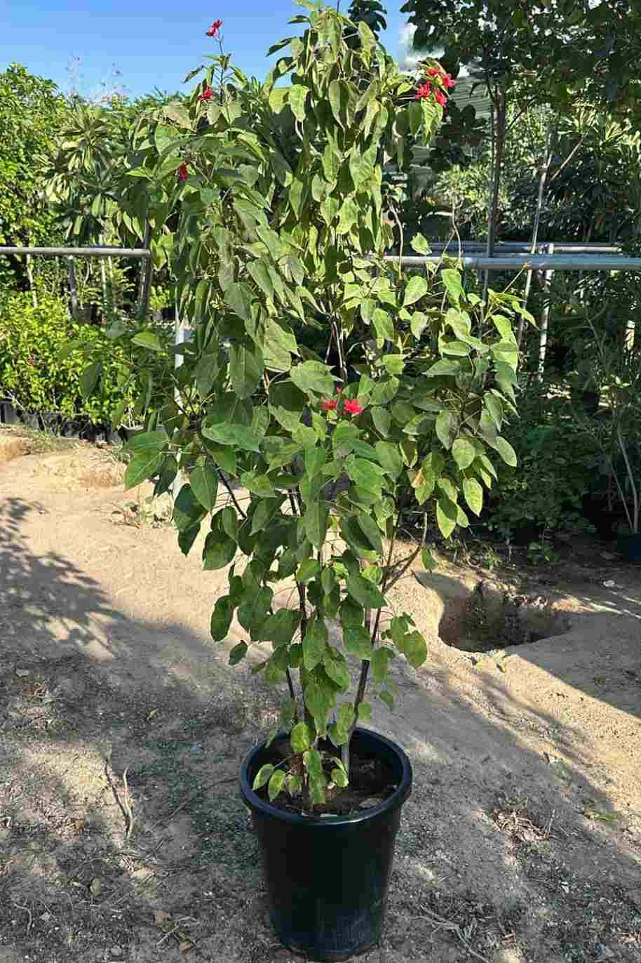 Jatropha Integerrima