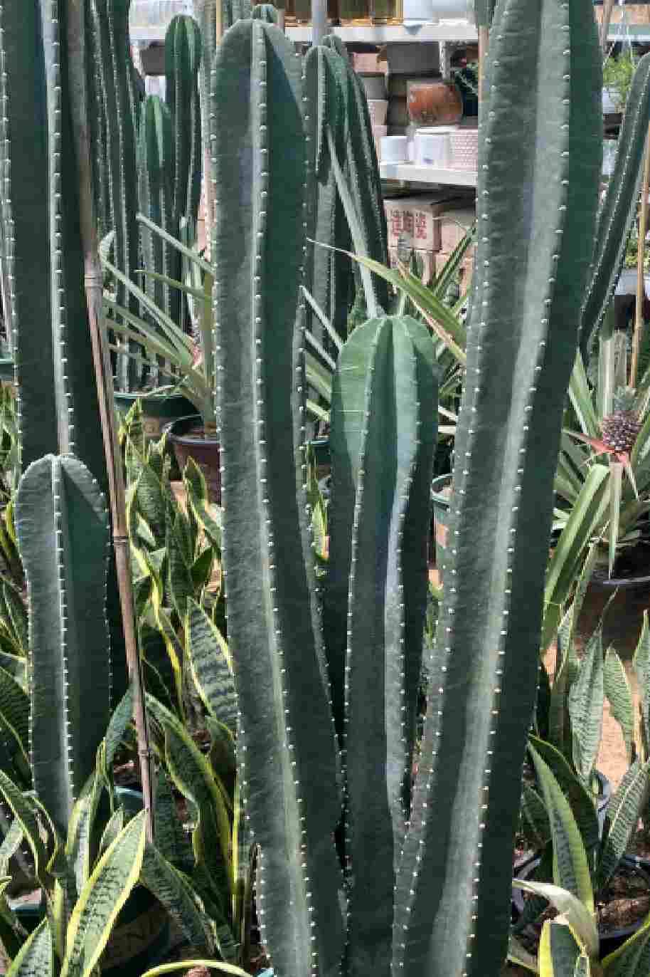 Cereus repandus