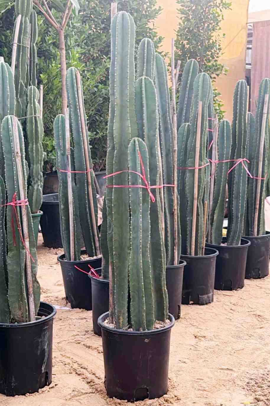 Peruvian Apple Cactus