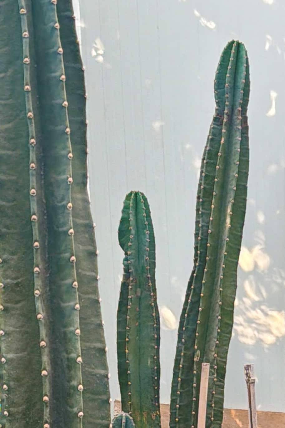 Cereus repandus