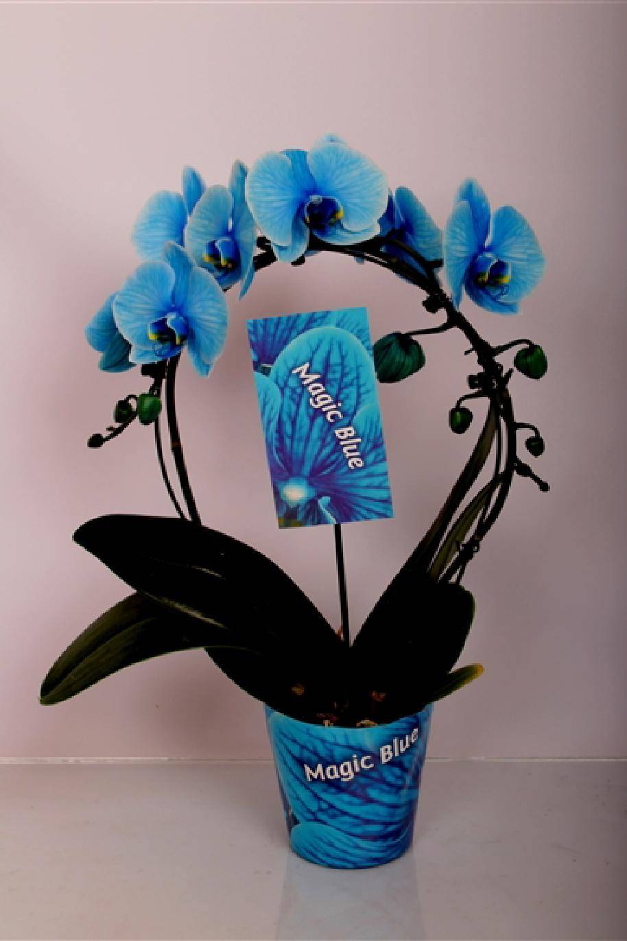 Phalaenopsis Dyed Magical Blue