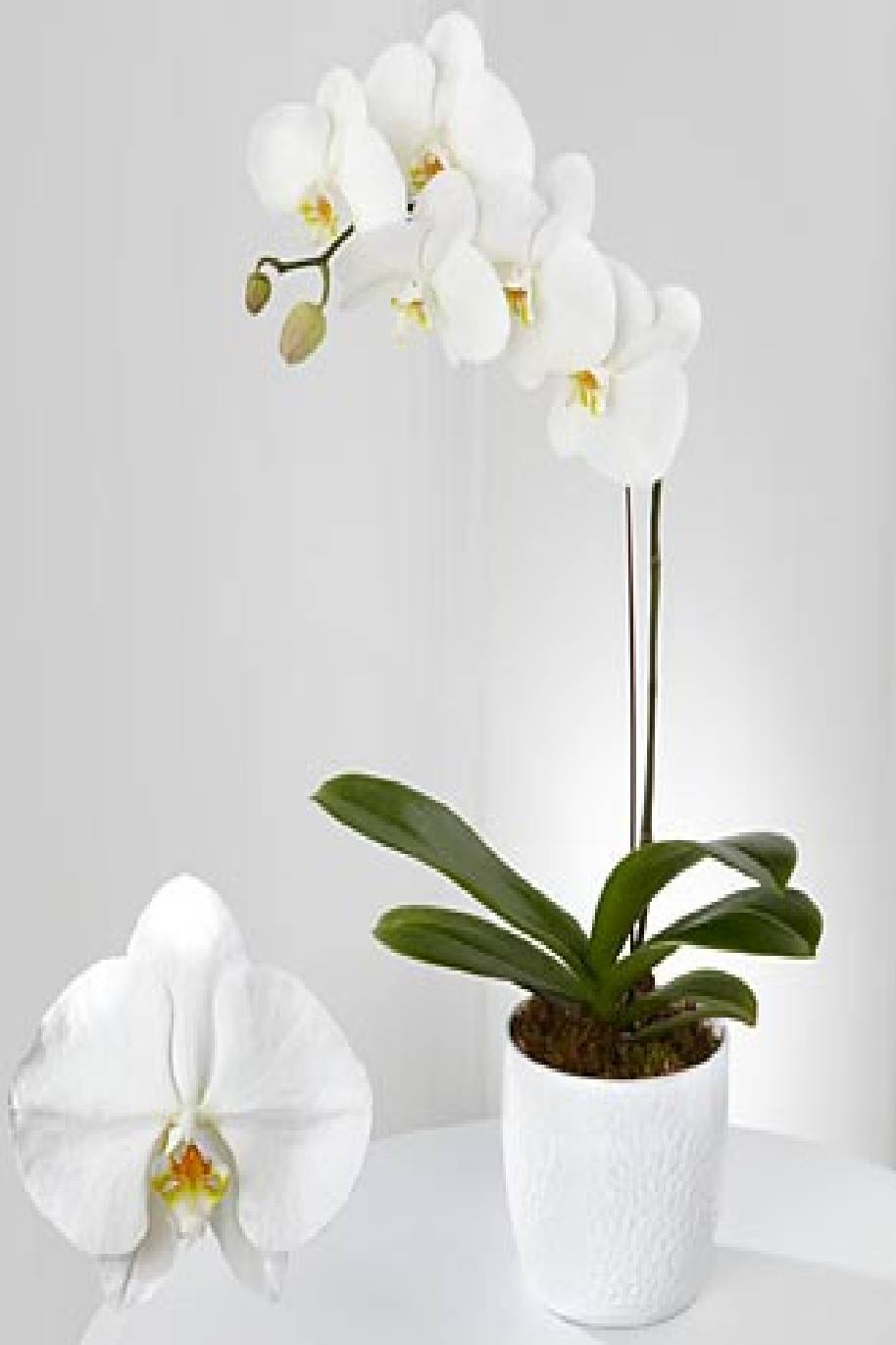 Phalaenopsis Orchid Holland (Single Stem)