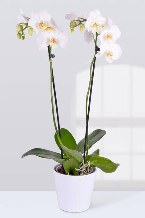 Phalaenopsis Orchid Holland 2 Stem