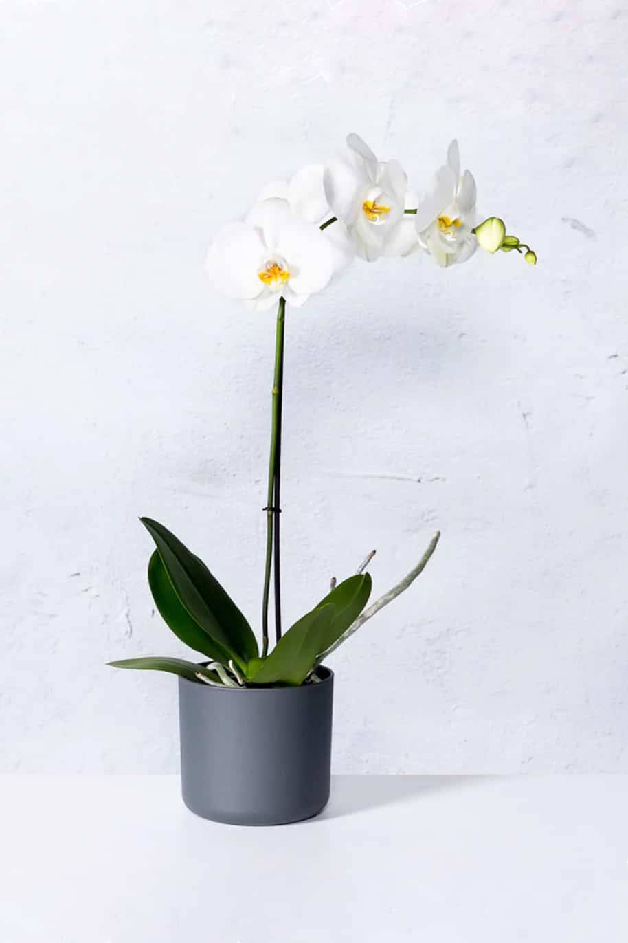 Phalaenopsis Orchid Thailand (Single Stem)