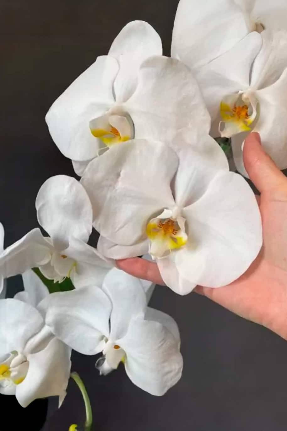 Phalaenopsis