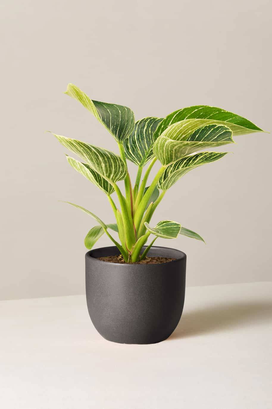 Philodendron Birkin - Philodendron White Measure