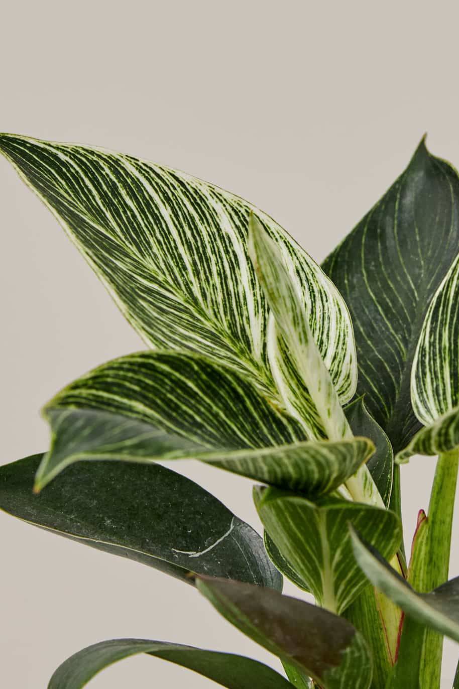 Philodendron White Measure