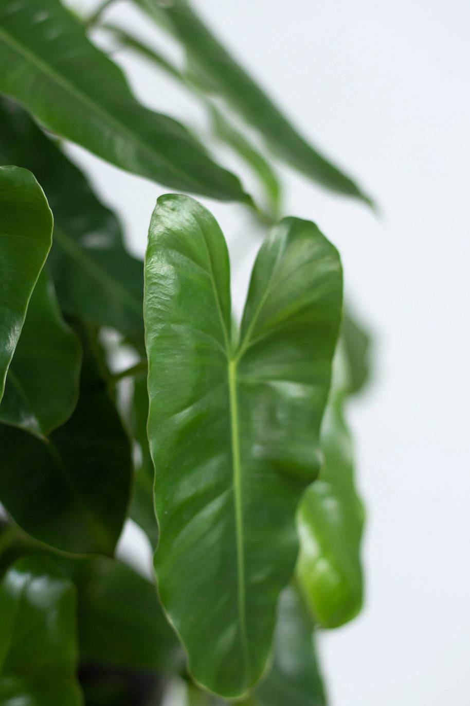 Philodendron