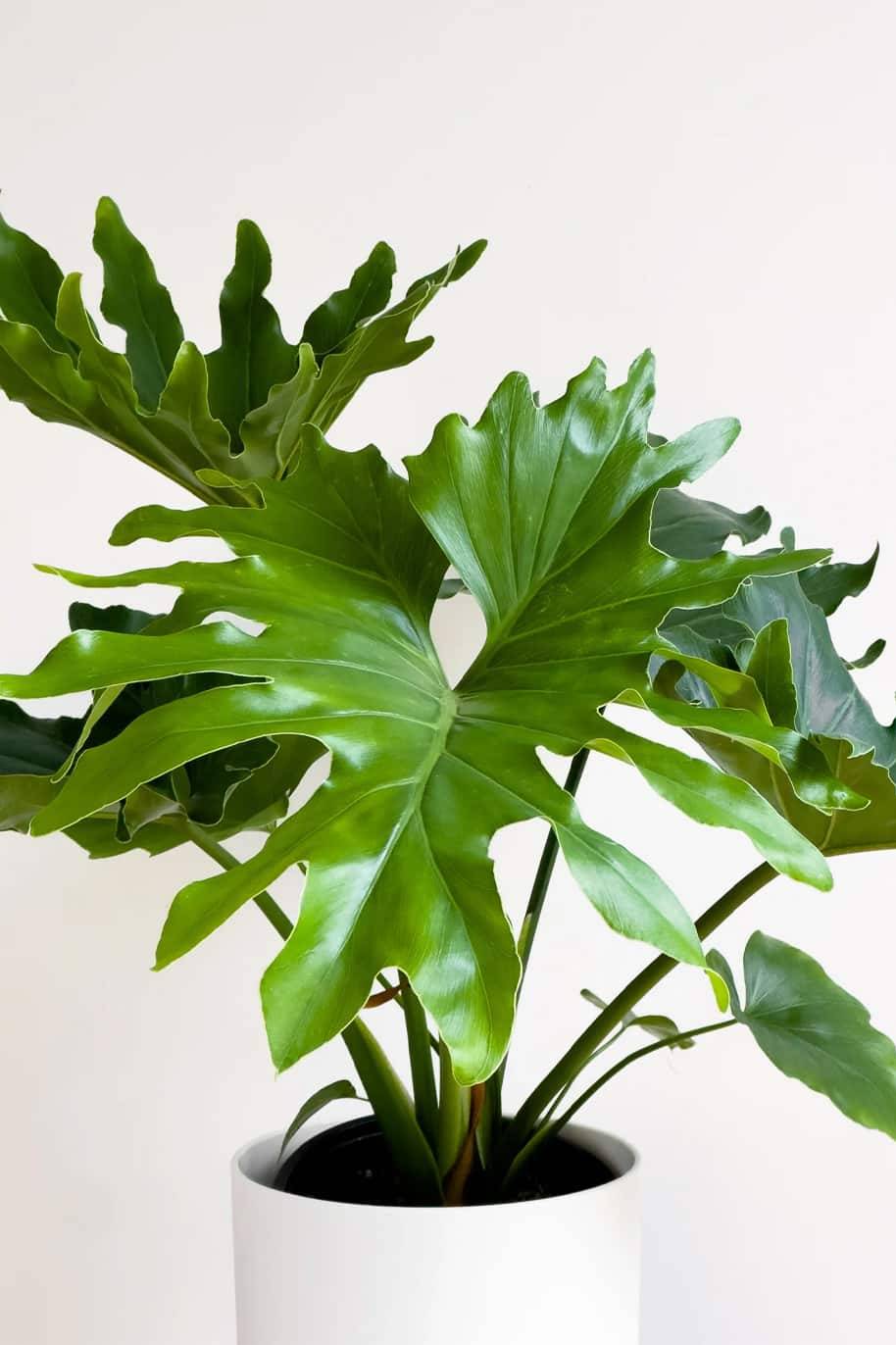 Philodendron Cello Seeds