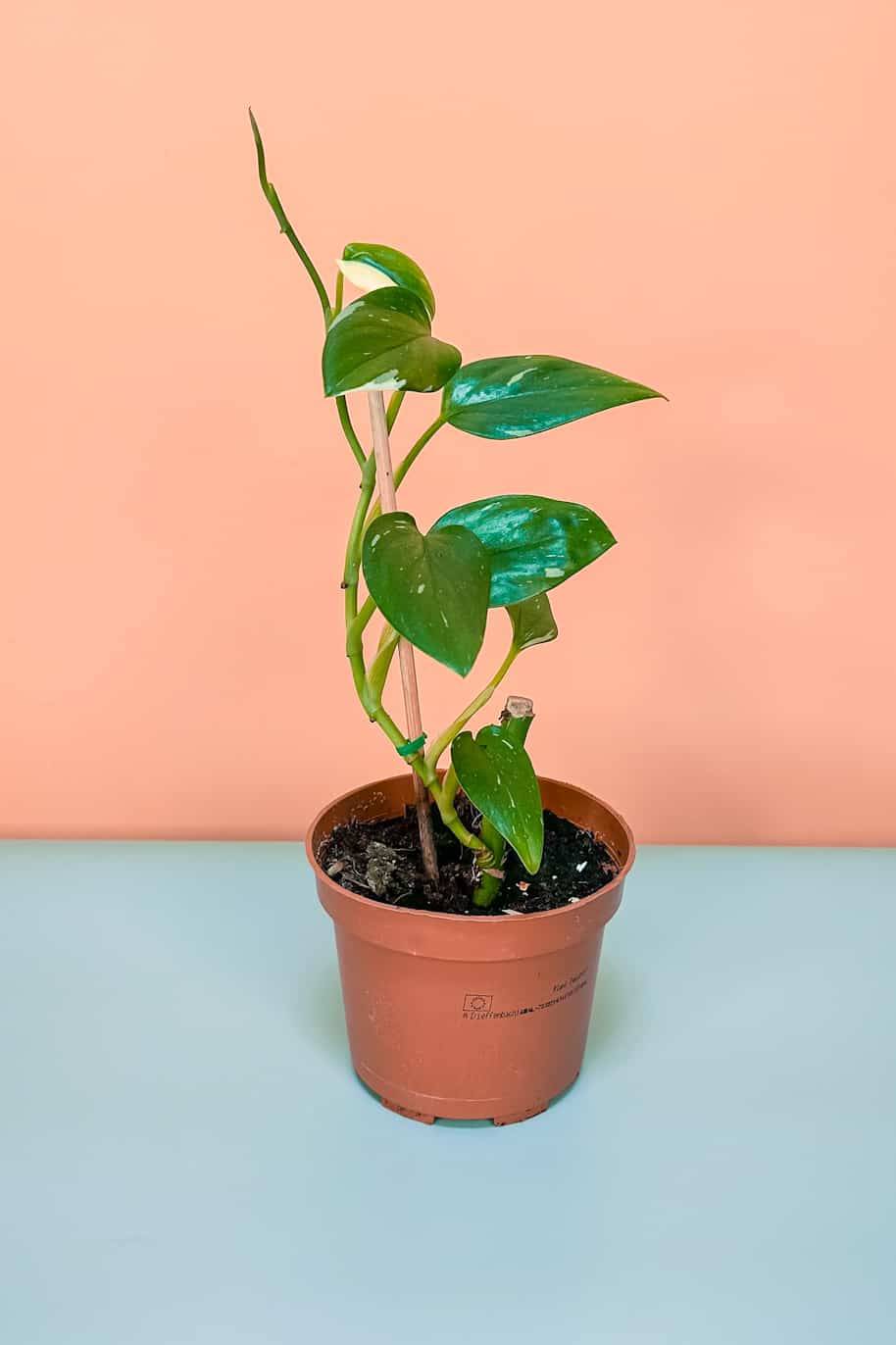 Philodendron Cobra Variegated