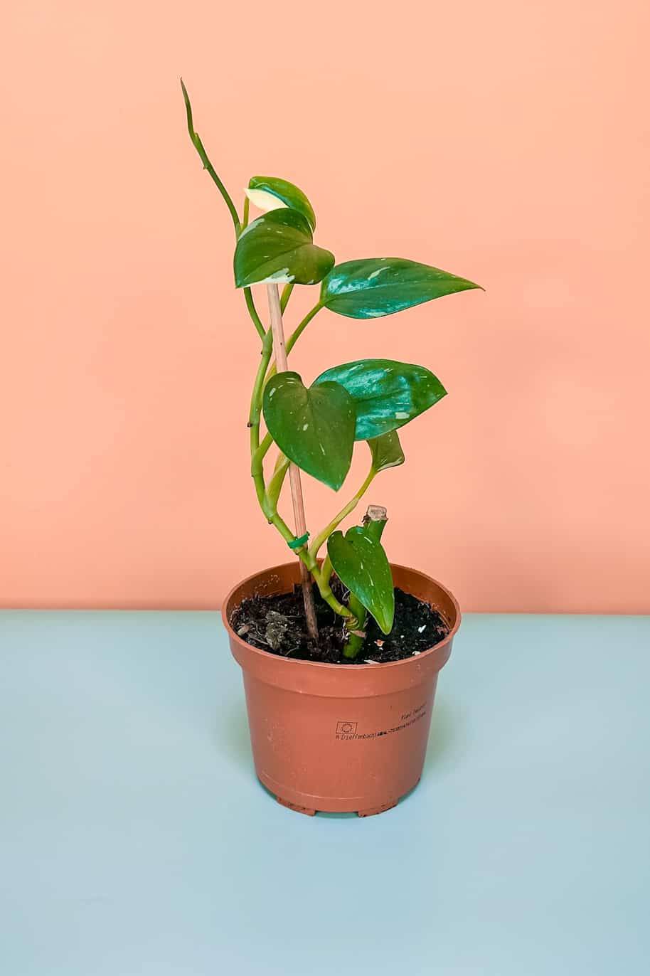 Philodendron Cobra Variegated - Philodendron