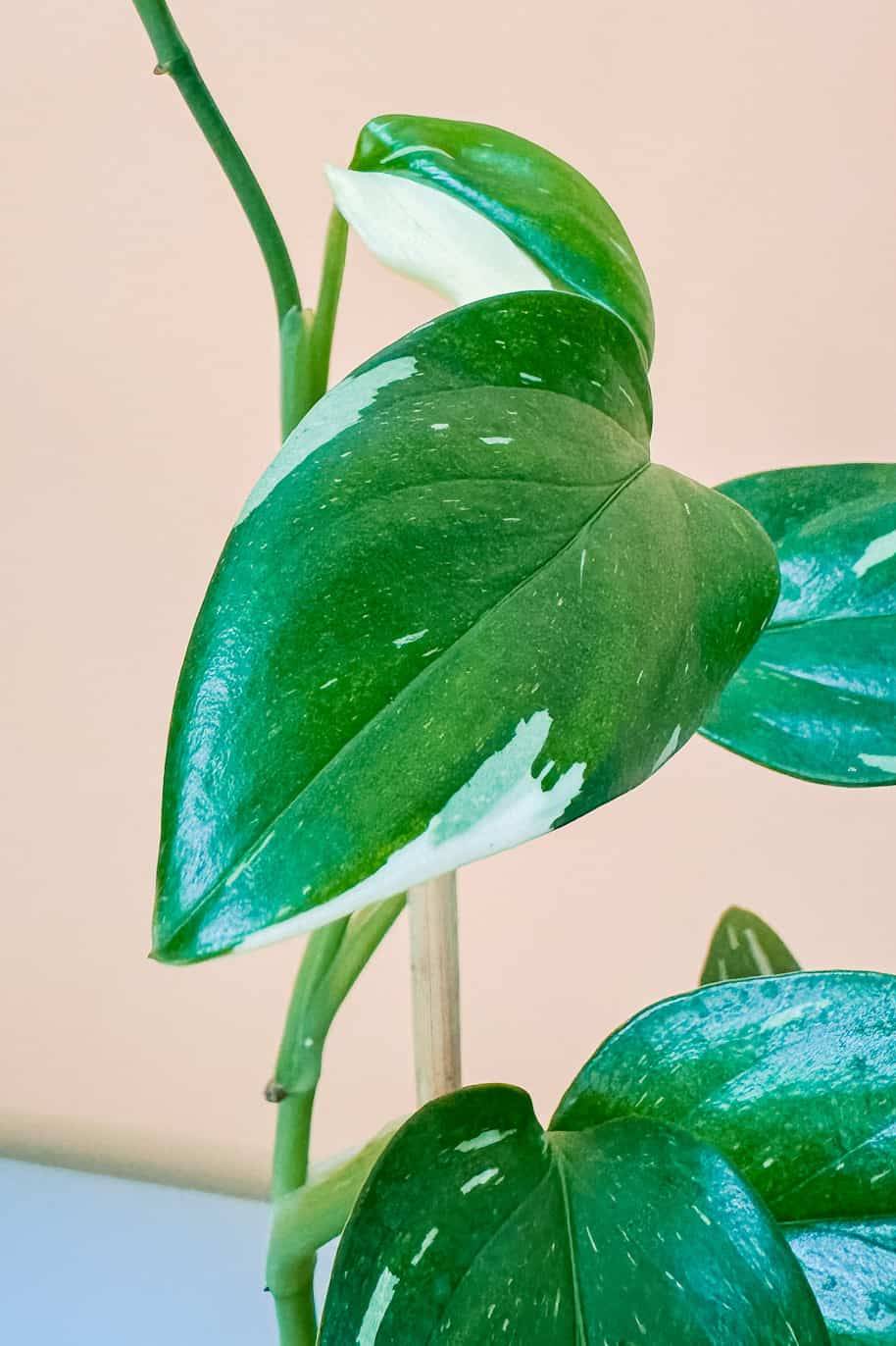 Philodendron Cobra Variegated - Indoor Plants | Plantshop.me