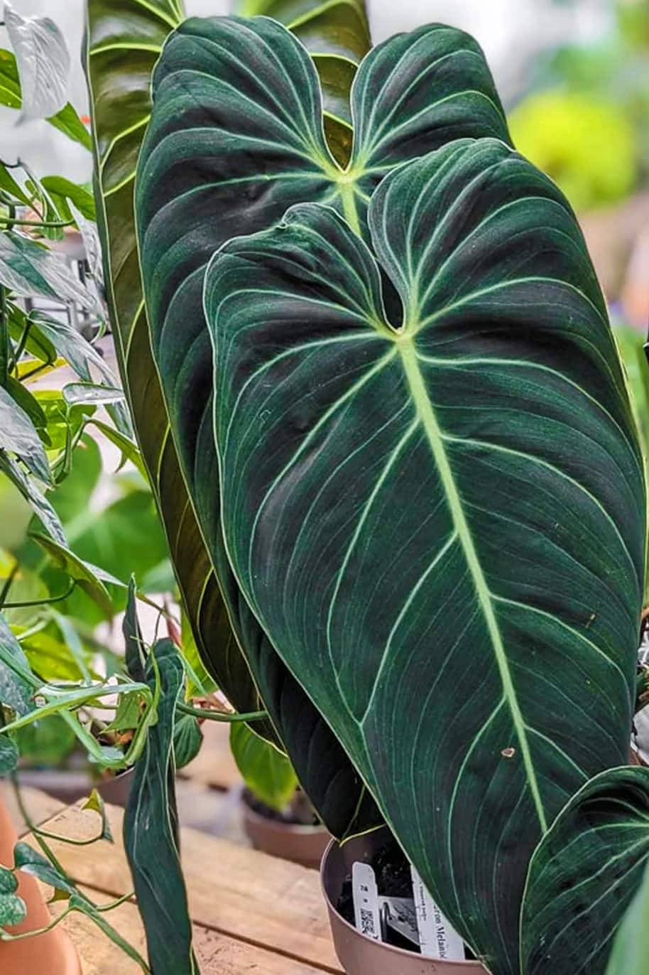 Philodendron Melanochrysum - Philodendron - image 2