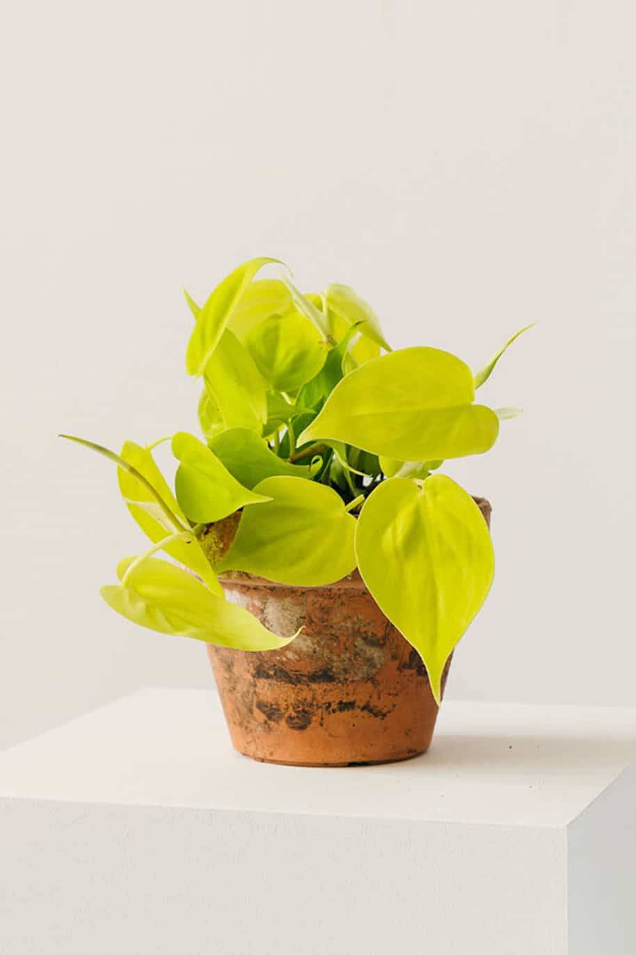 Philodendron Neon