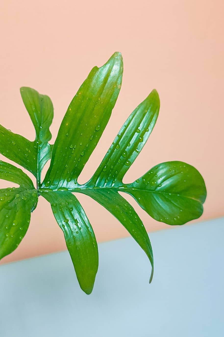 Philodendron