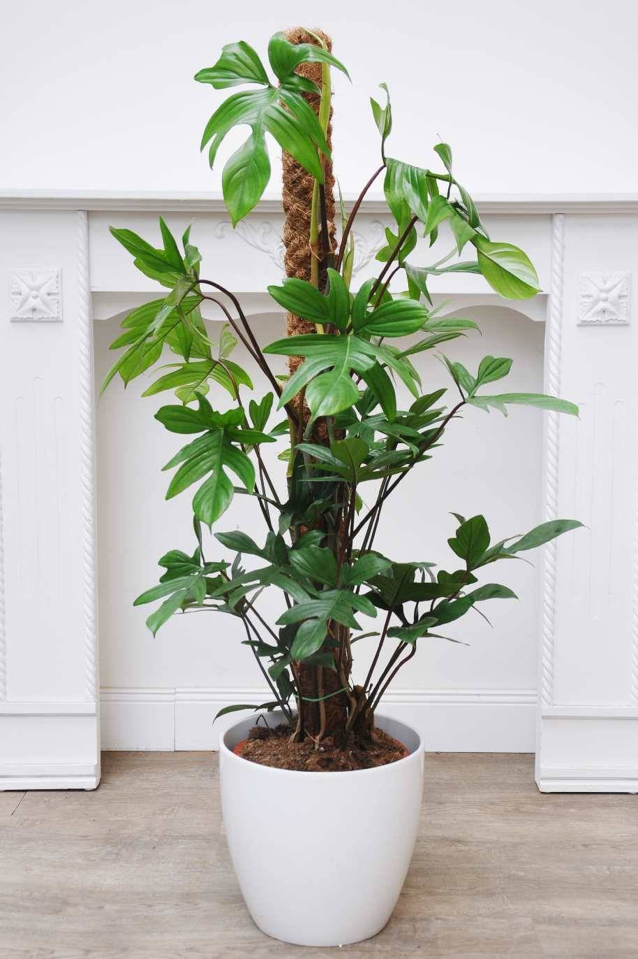 Philodendron Pedatum Tall - Philodendron - image 2