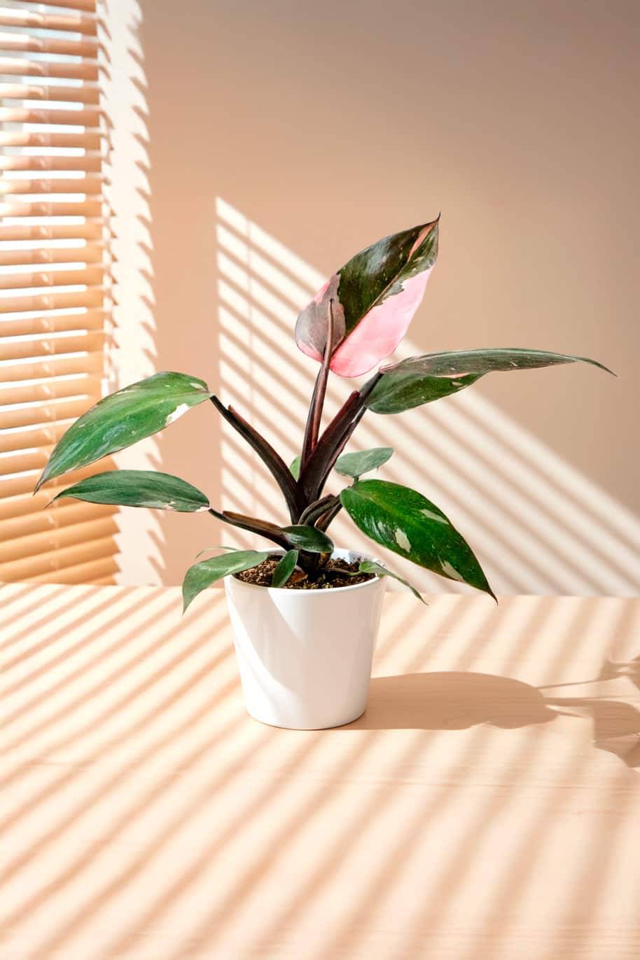 Philodendron Pink Princess