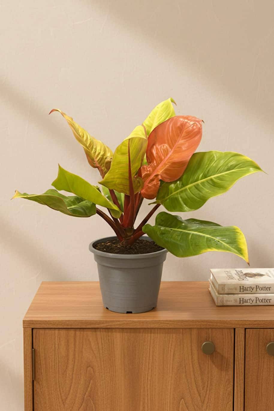 Philodendron Prince of Orange