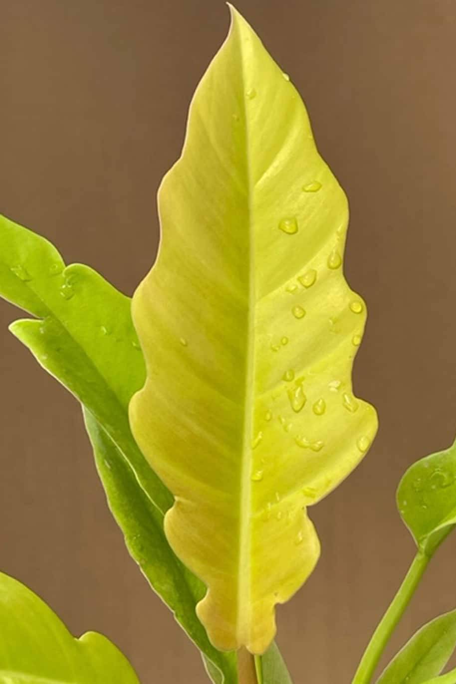 Philodendron