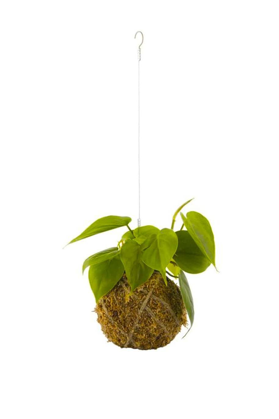 PS Kokedama Philodendron Scandens
