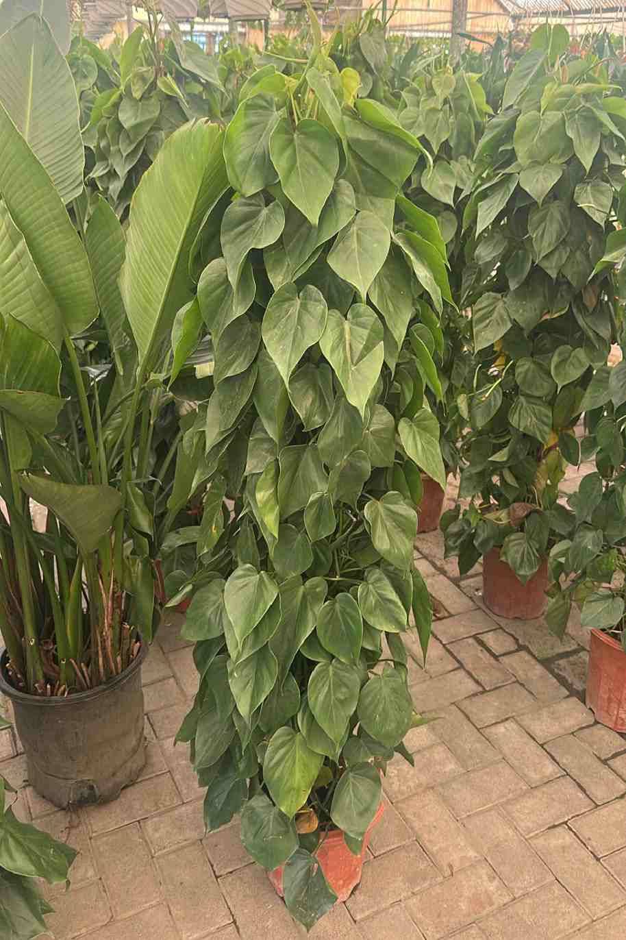 Philodendron Scandens Tall