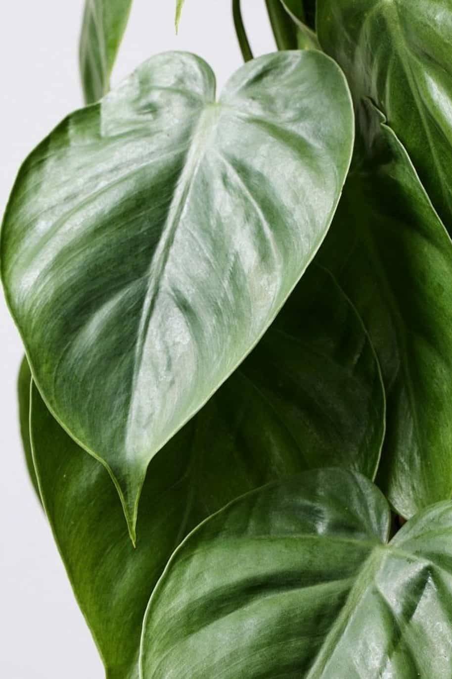 Philodendron Scandens