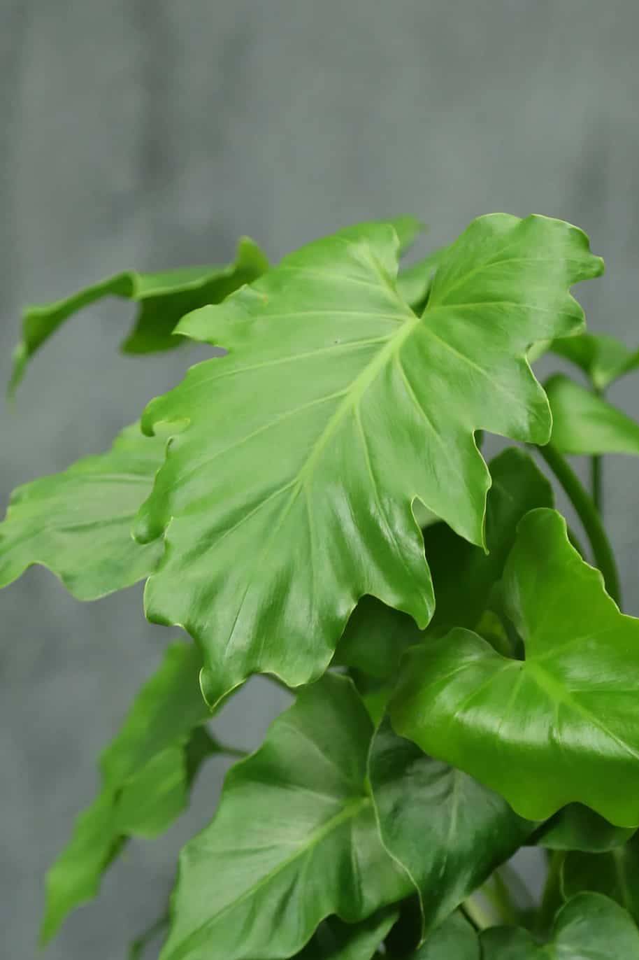 Philodendron 