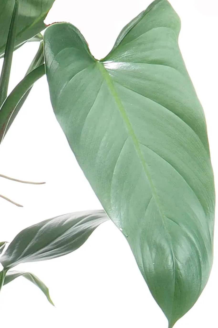 Philodendron Hastatum