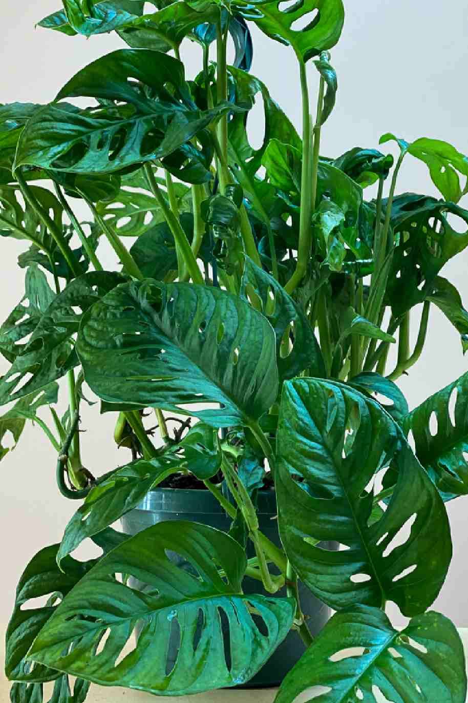Monstera Adansonii Tall