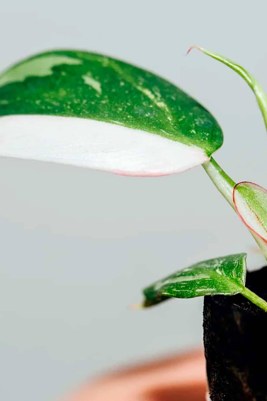 Philodendron White Princess Mini - Philodendron - image 2