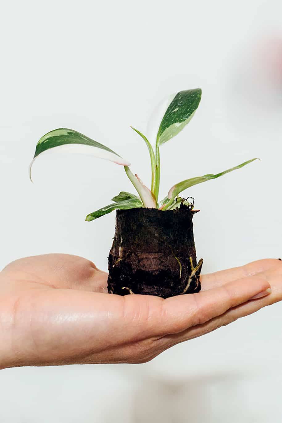 Philodendron White Princess Mini - Philodendron