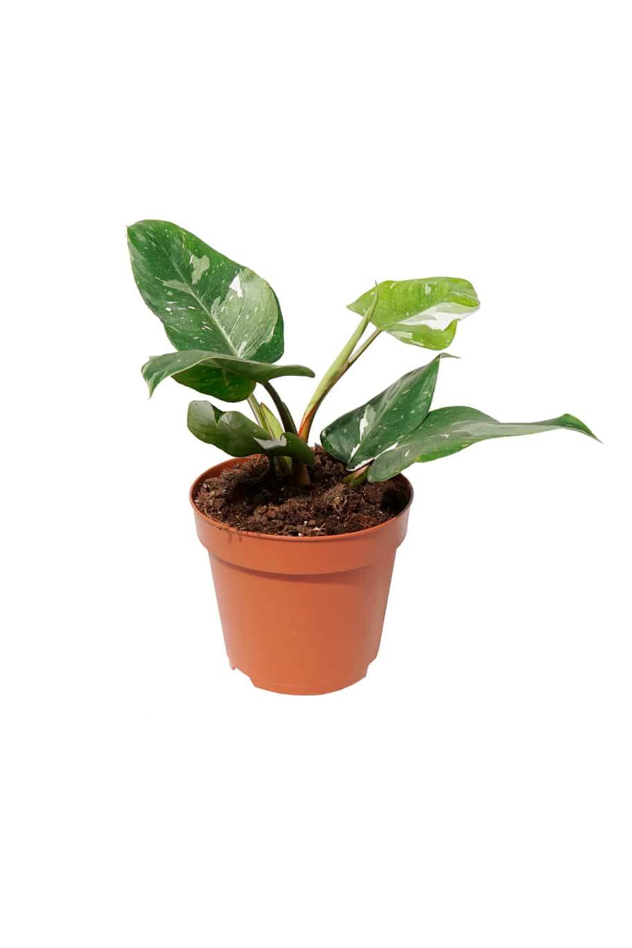 Philodendron White Princess Mini - Philodendron - image 3