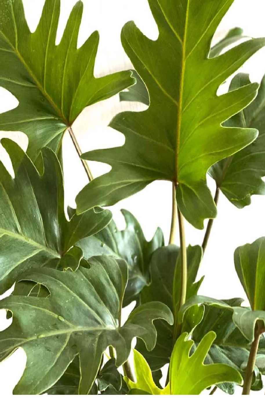 Philodendron Xanadu - Philodendron Xanadu - image 2